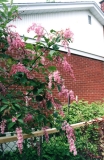 Fountain_200006_CEF_GV
