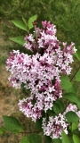 Foxey_Lady_2021_MP_KA