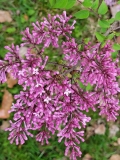 Foxey_Lady_20220503_MLD_MLD_2