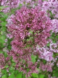 Foxey_Lady_20220505_MLD_MLD_3
