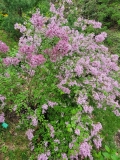 Foxey_Lady_20220507_MLD_MLD