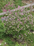 Foxey_Lady_20230430_MLD_MLD