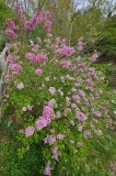 Foxey_Lady_20230503_MLD_MLD_1