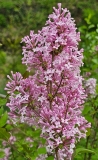 Foxey_Lady_20230503_MLD_MLD_2