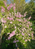 Foxey_Lady_20230504_MLD_MLD