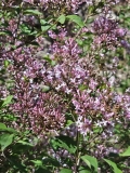 Foxey_Lady_20240420_MLD_MLD