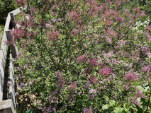 Foxey_Lady_20240422_MLD_MLD