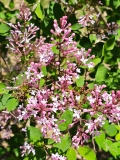 Foxey_Lady_20240422_MLD_MLD_2
