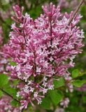 Foxey_Lady_20240424_MLD_MLD_3