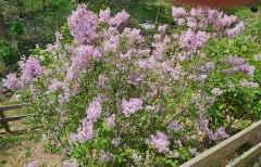 Foxey_Lady_20240427_MLD_MLD
