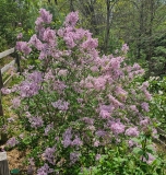 Foxey_Lady_20240427_MLD_MLD_2