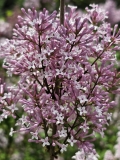 Foxey_Lady_20240427_MLD_MLD_3