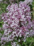 Foxey_Lady_20240427_MLD_MLD_4