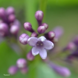 Francisca_2019_LM_CF