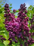 Franks_Fancy_20210428_NYBG_MLD_2