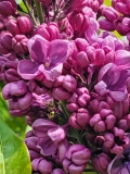 Franks_Fancy_20210428_NYBG_MLD_3