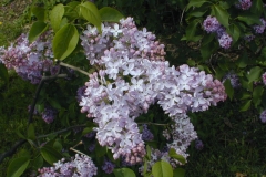Frau Wilhelm Pfitzer