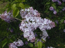 Frau_Wilhelm_Pfitzer_2003_HP_MM__DM_1