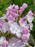 Frau_Wilhelm_Pfitzer_20210427_BLBG_MLD_2