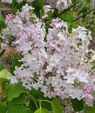 Frau_Wilhelm_Pfitzer_20210427_BLBG_MLD_4