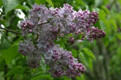 Frau_Wilhelm_Pfitzer_Main_BG_TP_6