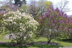 Frederick Law Olmsted