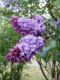 Fryderyk_Chopin_IS_2