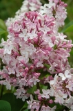 Fyns_Forar_Funen_Spring_Denmark_OH