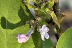 G13099 (New Age Lavender)