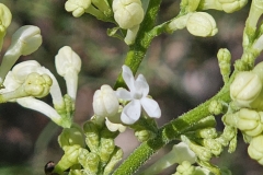 G13103 (New Age White)