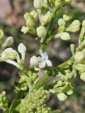 G13103_New_Age_White_20240414_MLD_MLD