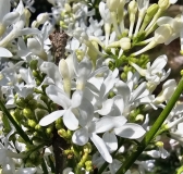 G13103_New_Age_White_20240416_MLD_MLD_1