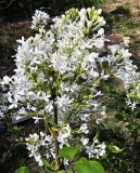 G13103_New_Age_White_20240416_MLD_MLD_3
