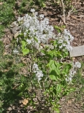 G13103_New_Age_White_20240422_MLD_MLD