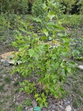 G13103_New_Age_White_20240809_MLD_MLD