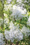 G13103_New_Age_White_StarRosesandPlants-National_Garden_Bureau