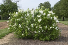 G13103_New_Age_White_StarRosesandPlants-National_Garden_Bureau_2