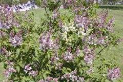 TOSHIBA Exif JPEG