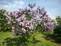 Gaizinkalns_201405_Dobele_RR
