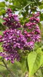 Gaizinkalns_20220524_MN_KA