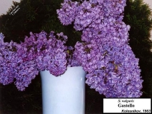 Gastello_LNT_LNT