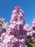 Geant_des_Batailles_20220515_HP_MLD_3