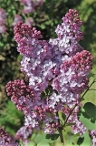 Geant_des_Batailles_ZB_2