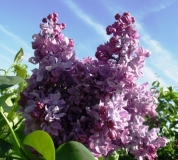 Georgii_Sviridov_Russia_OA__TP