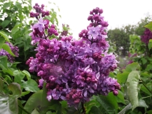 Georgii_Sviridov_TP_1