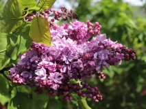 Georgii_Sviridov_TP_3