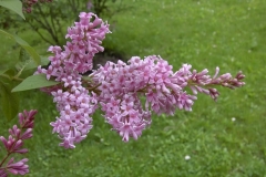 Germinal
