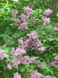 Germinal_CH