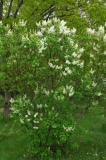 Gerrie_Schoonenberg_ZB_1