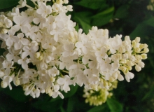 Gertrude_Clark_MF_FM